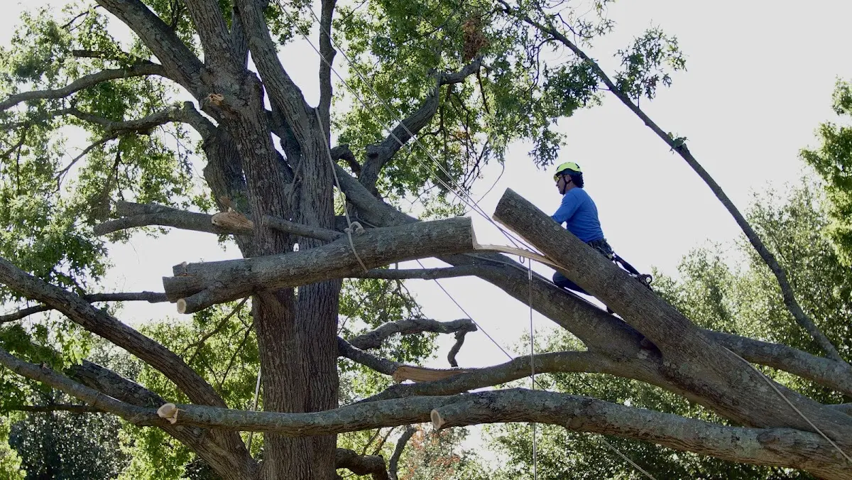 Professional Crown Thinning performed by certified arborists in Lakebay