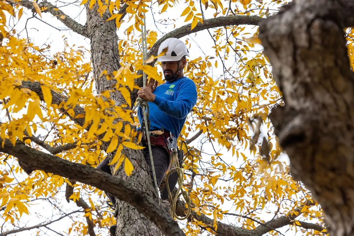 Skilled Tree Transplanting crew working in Lakebay